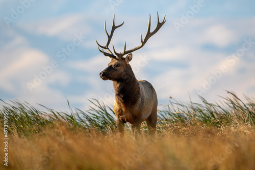 Tule Elk bull standing in the windy California Grizzly Island marshland
