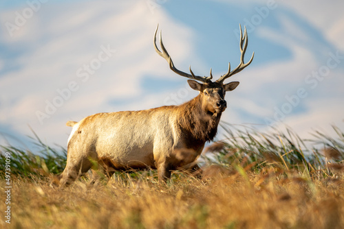 Tule Elk bull standing in the windy California Grizzly Island marshland © MikeFusaro