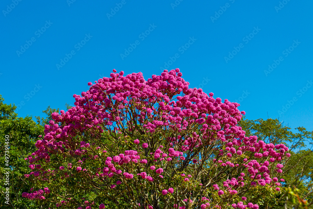 flowers in the field