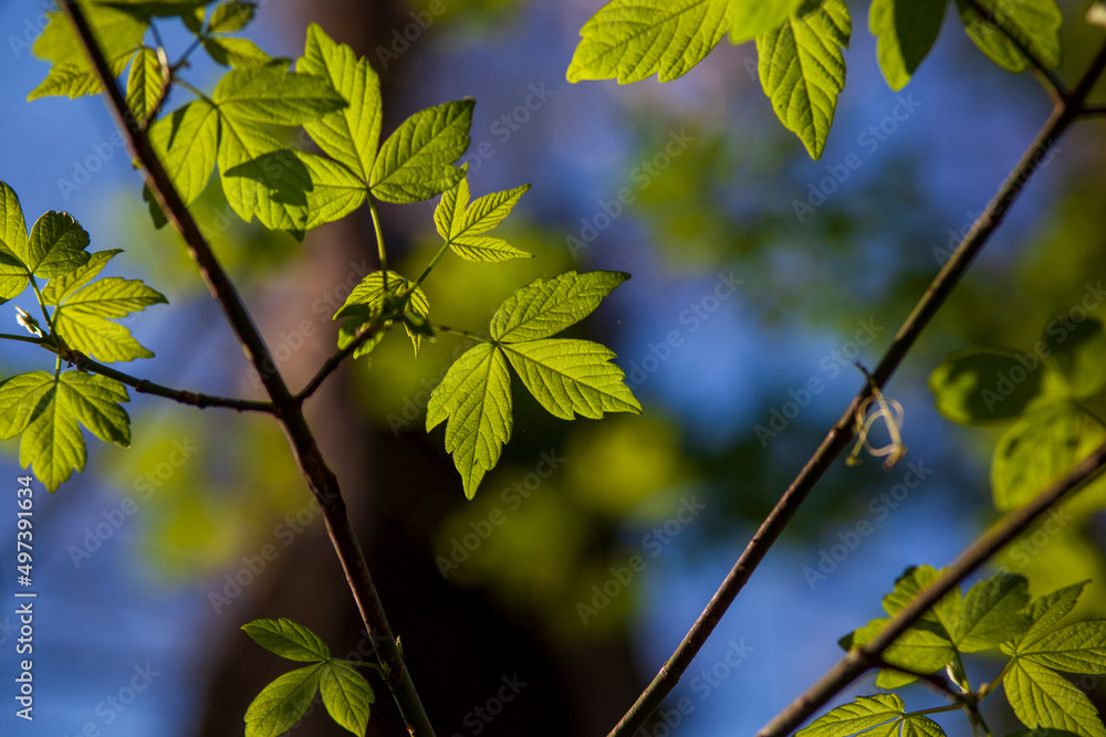Back lit Green leaves sprouting in spring Back lit Green leaves sprouting in spring