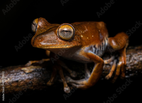 Portrait of a Blue-flanked Treefrog or Torchel's Treefrog (Hypsiboas calcaratus).

Brown frog with big eyes portrait. Tree frog closeup. photo