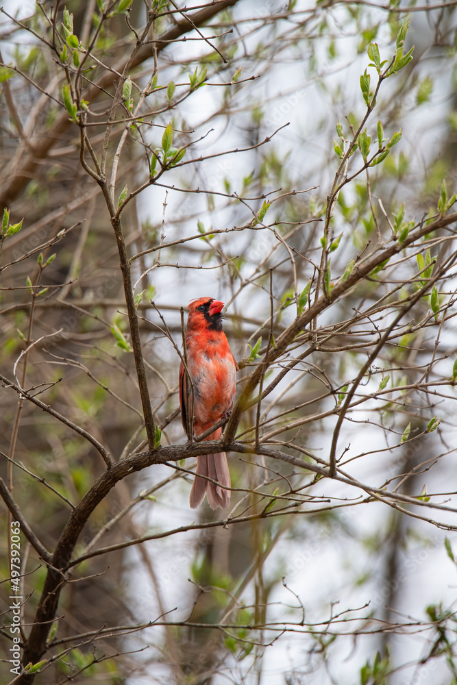 Male cardinal perched on a vine in a wooded area Male cardinal perched on a vine in a wooded area