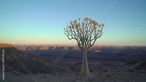 Sunset or dawn in Africa. Quiver tree forest on the edge of Fish River Canyon.