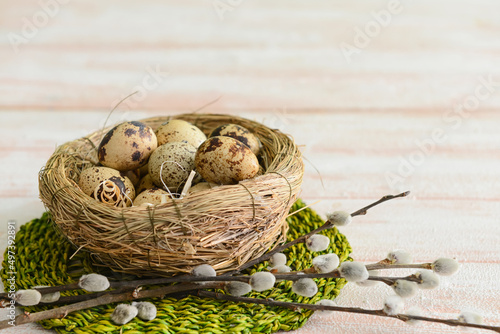 Nest with fresh quail eggs and pussy willow branches on white wooden background