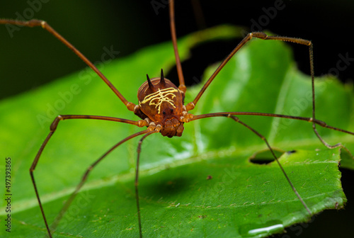 Ecuadorian Amazon Cosmetid Harvestman (Cosmetidae) closeup. Rainforest wildlife photography.