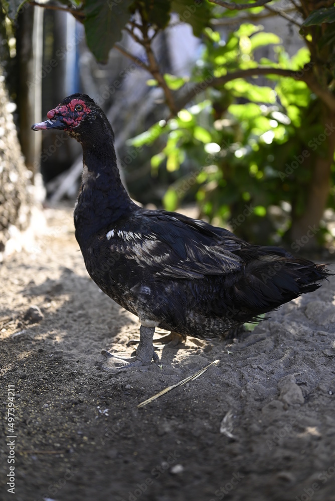 Obraz premium Pato de corral