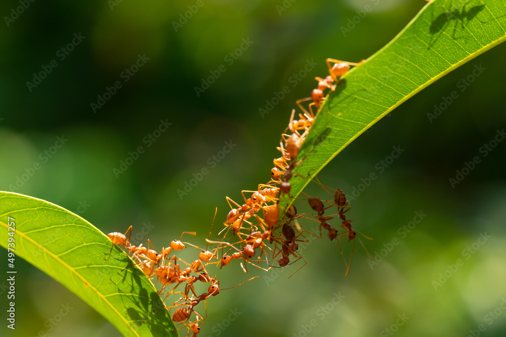 Ant action standing.Ant bridge unity team,Concept team work together Red ant,Weaver Ants (Oecophylla smaragdina), Action of ant carry food Ant action standing.Ant bridge unity team,Concept team work together Red ant,Weaver Ants (Oecophylla smaragdina), Action of ant carry food