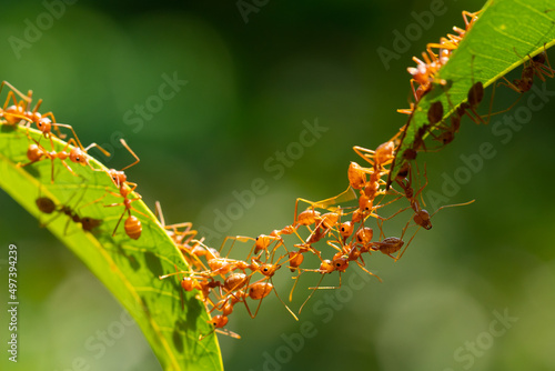 Ant action standing.Ant bridge unity team,Concept team work together Red ant,Weaver Ants (Oecophylla smaragdina), Action of ant carry food © frank29052515