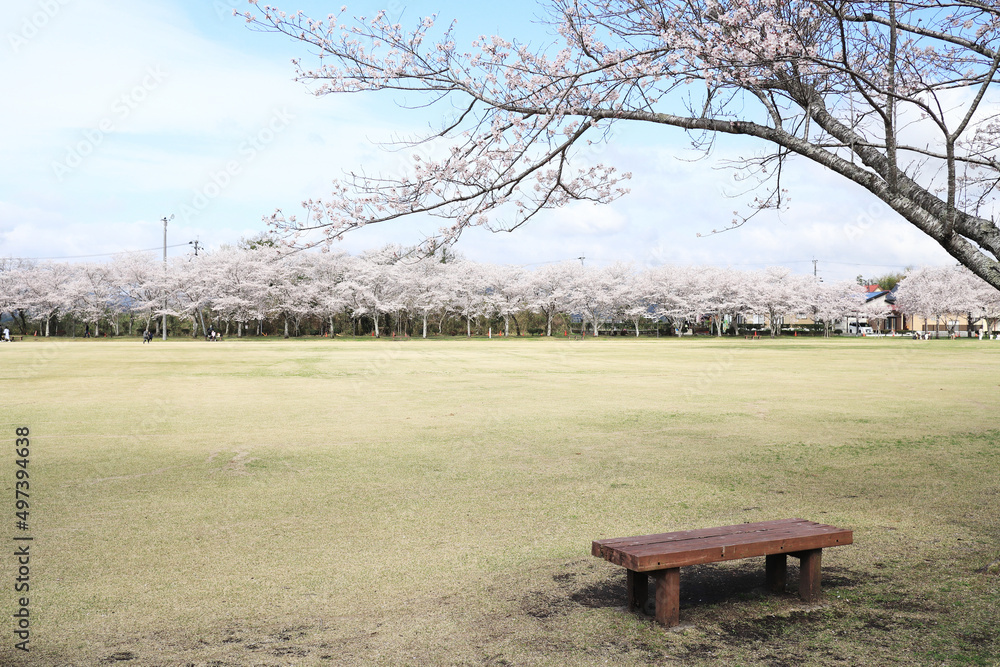 春を迎えた桜が咲く公園