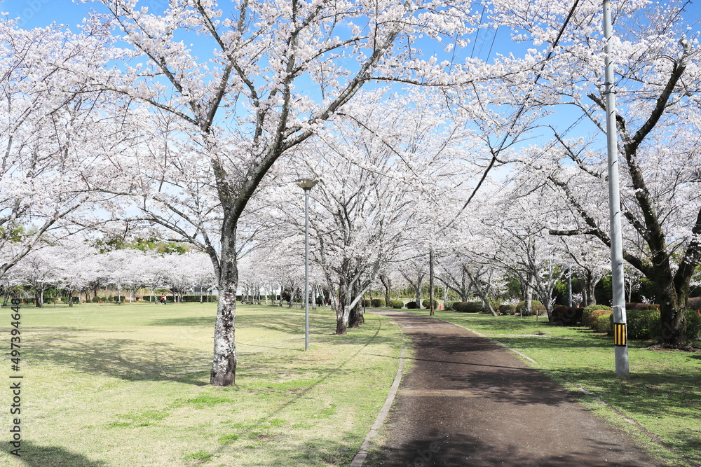 忠元公園の満開の桜が咲く道