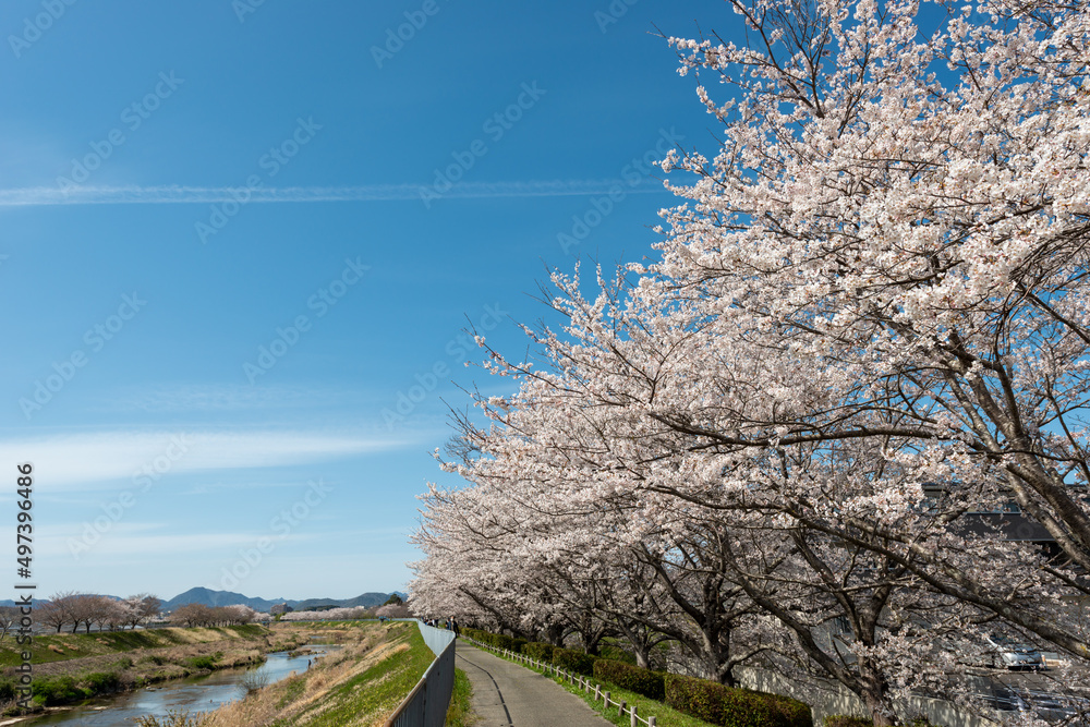View of full blooming of cherry blossom along Muko river in Sanda city, Hyogo, Japan View of full blooming of cherry blossom along Muko river in Sanda city, Hyogo, Japan