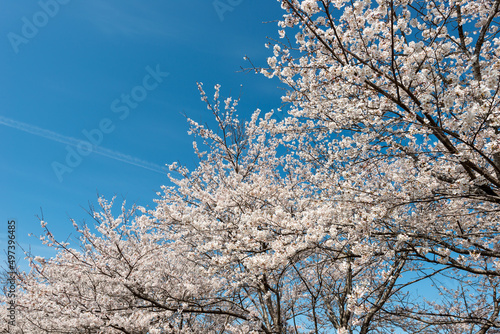 View of full blooming of cherry blossom along Muko river in Sanda city, Hyogo, Japan photo