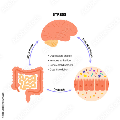 Gut brain connection photo