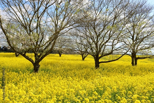 菜の花群生 癒しの春 渡良瀬の風景