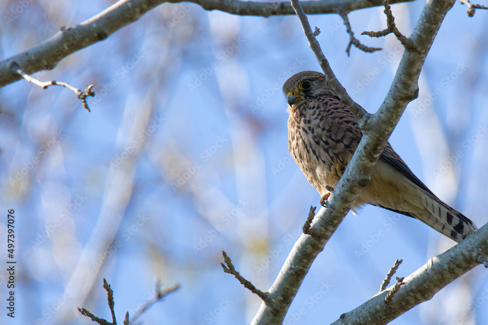 Kestrel on a tree branch waiting for its prey against a blue sky Kestrel on a tree branch waiting for its prey against a blue sky