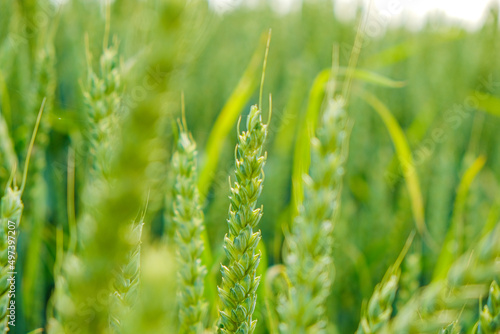 Green wheat. Wheat field . Production of flour products. Green ears. Spikelets of wheat close-up. 
