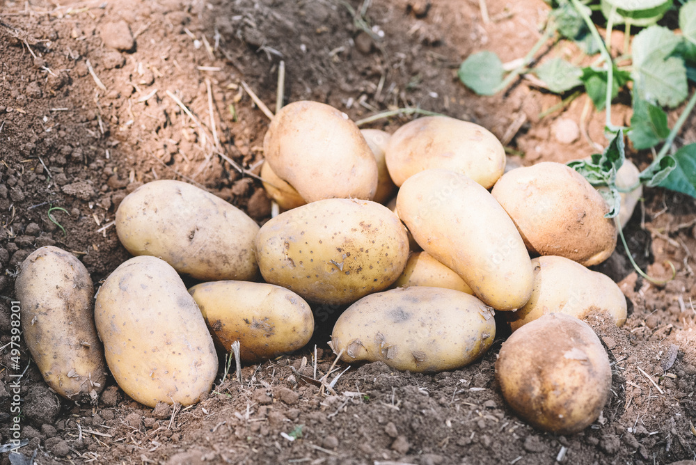 Fresh potato plant, harvest of ripe potatoes agricultural products from potato field Fresh potato plant, harvest of ripe potatoes agricultural products from potato field