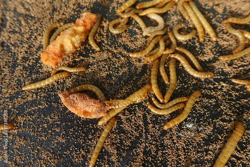 Hong Kong caterpillars are larvae of the metamorphosis process of small beetles