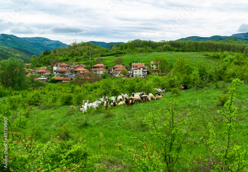 landscape with cows