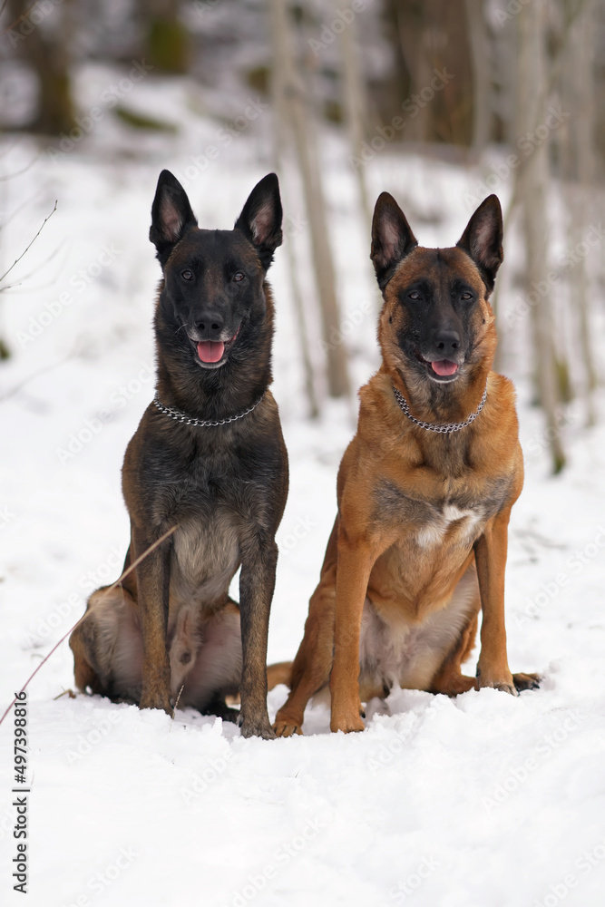 Two obedient Belgian Shepherd Malinois dogs with chain collars sitting on a snow in winter forest