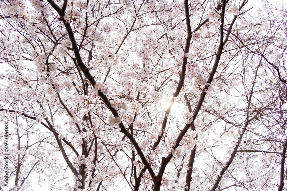 明石城公園の桜 明石城公園の桜