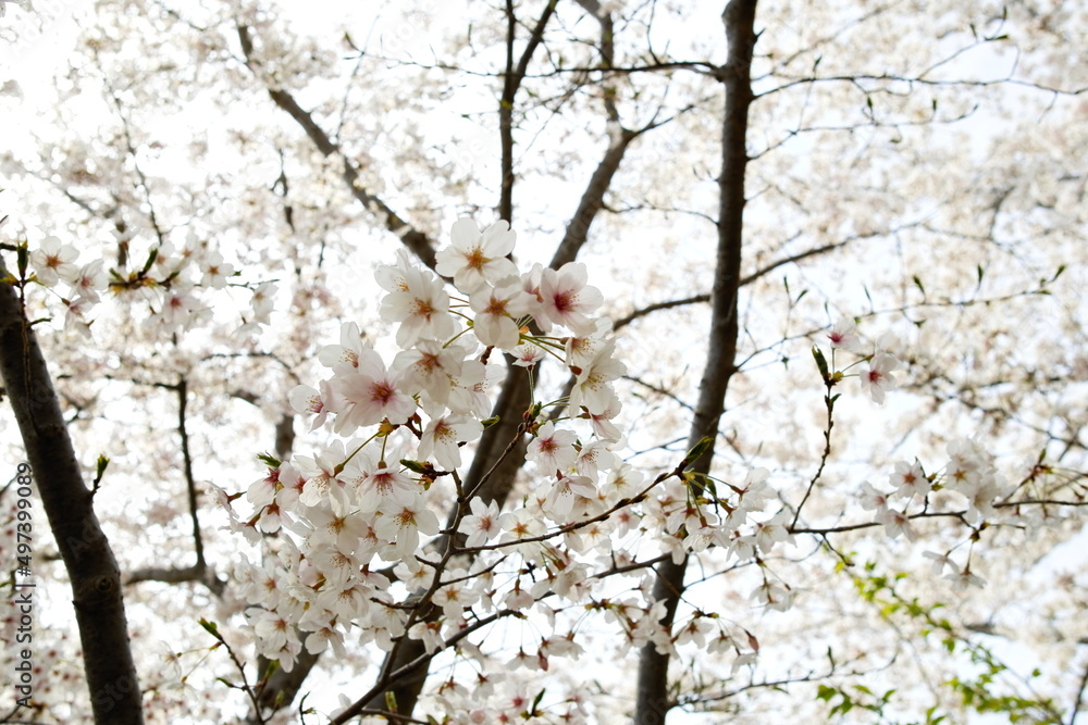 Fototapeta premium 明石城公園の桜