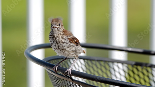 Foto Brown thrasher (Toxostoma rufum) fledgling perched on the back of a chair in a b