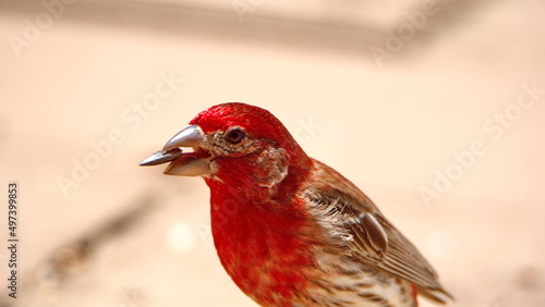 House finch (Haemorhous mexicanus) eating bird seed on a patio in a backyard in Panama City, Florida, USA © Angela