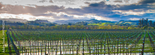 Water Standing in Vineyard With Rolling Hills In The Distance, Dry Creek Valley, Healdsburg, California, USA photo
