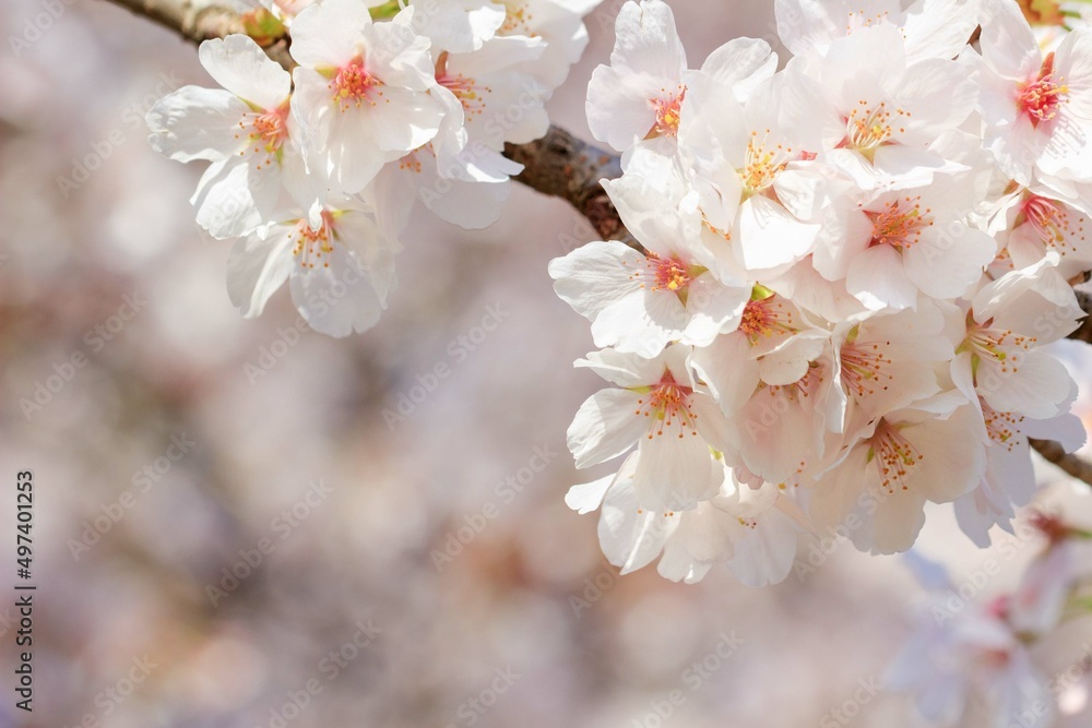 Fototapeta premium 桜