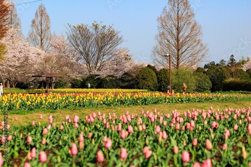 Wallpaper Mural チューリップ畑 Torontodigital.ca