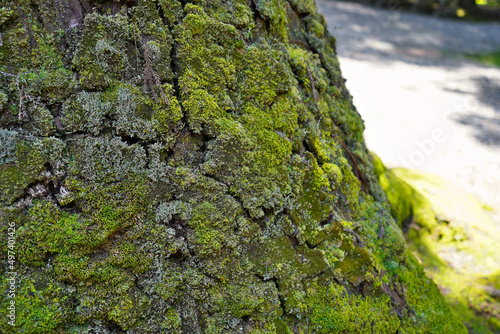 太陽が当たる緑のきれいな苔むした木の幹 © TomTom