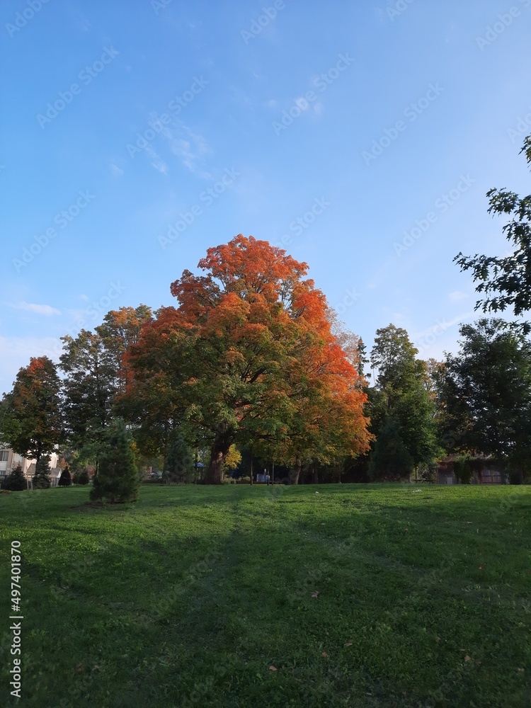 Falling for Autumn