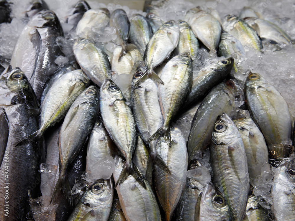 Pile of Fresh Raw Short Mackerel or Shortbodied Mackerel (Rastrelliger brachysoma Fish) on Ice sold in the local open thai market. Fishery industry or Asian fish market background