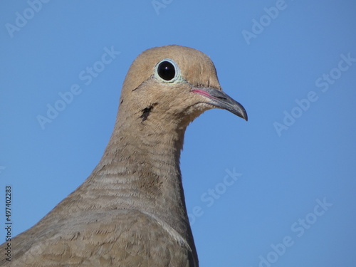 closeup of a dove
