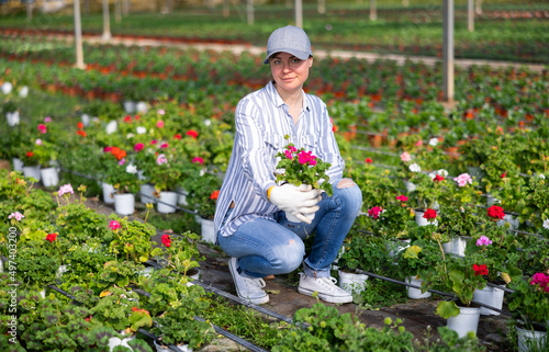 Female farm worker caring for flowers violets in a greenhouse