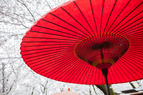 Red umbrella under sakura blossom