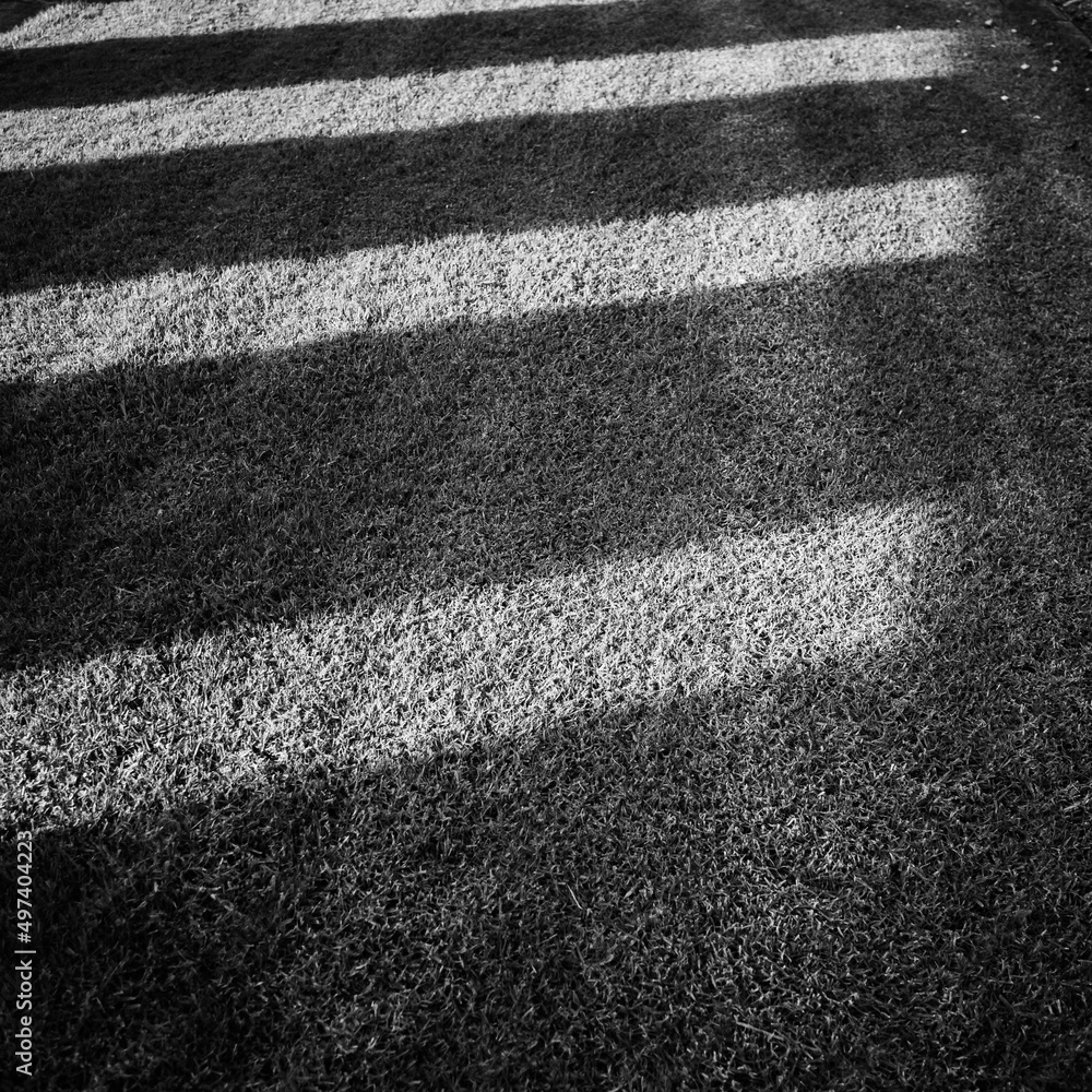 Fototapeta premium Grass lawn