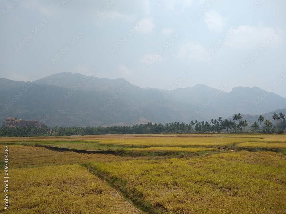 Rice farming, paddy fields in Kanyakumari district, Tamil Nadu