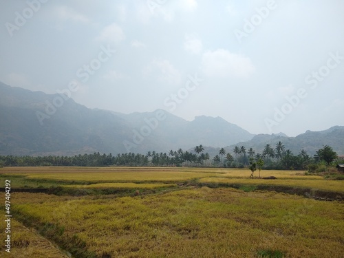 Rice farming  paddy fields in Kanyakumari district  Tamil Nadu