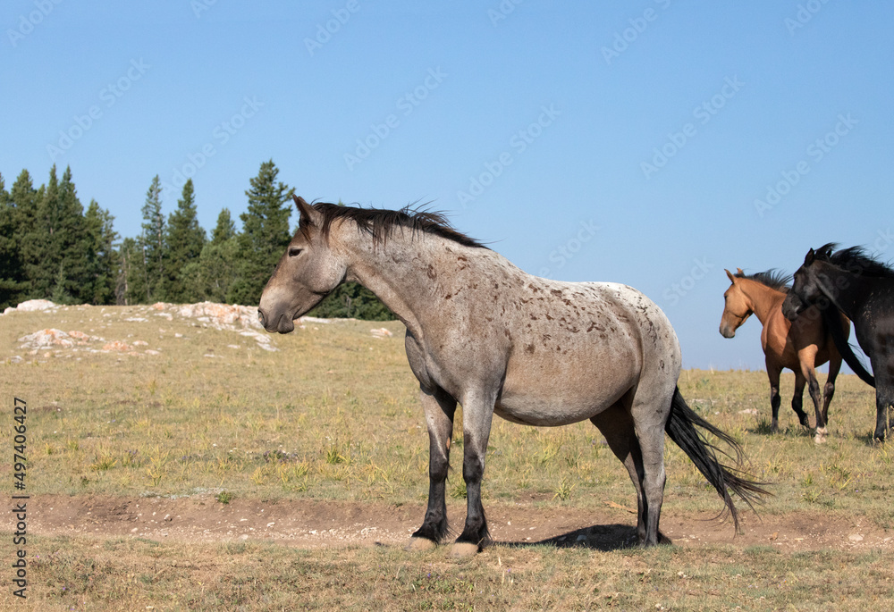 Bay roan stallion wild horse mustang in Montana in the United States Bay roan stallion wild horse mustang in Montana in the United States