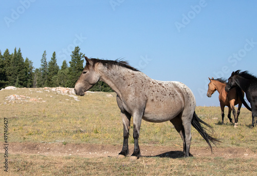 Bay roan stallion wild horse mustang in Montana in the United States