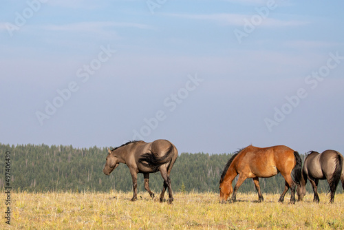 Grulla and bay dun wild horses walking on Sykes ridge in the Pryor Mountains of Wyoming United States
