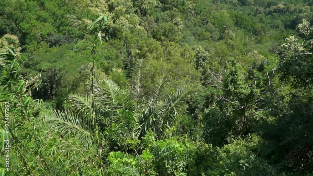 Kalibiru tourism, one of the highland destinations with refreshing green views, has become a popular tourist destination in Yogyakarta, Indonesia Kalibiru tourism, one of the highland destinations with refreshing green views, has become a popular tourist destination in Yogyakarta, Indonesia
