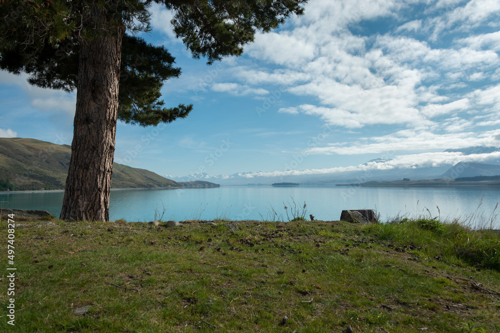 Blue sky over Lake Tekapo, big tree by the lakeside