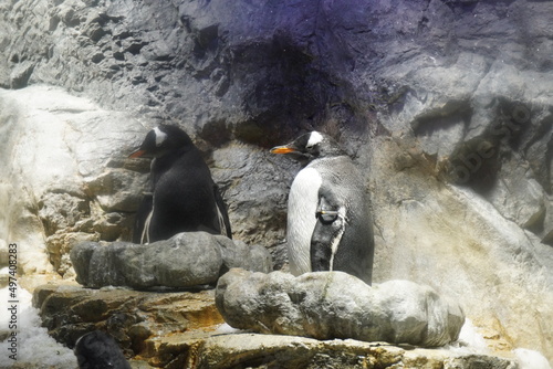 左を向いているペンギン