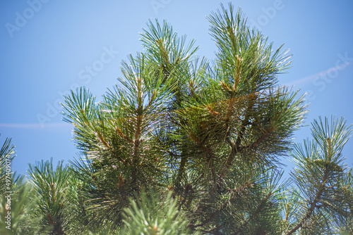 Fototapeta Naklejka Na Ścianę i Meble -  Pine tree on blue sky and sunbeam. Branches of cedar. Evergreen tree.
