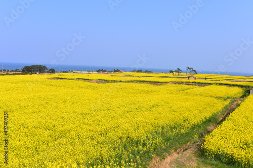  Yellow rape flower field in Guryongpo  Pohang  South Korea.