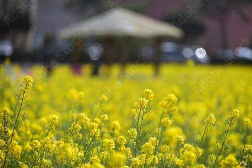  Yellow rape flower field in Guryongpo, Pohang, South Korea.