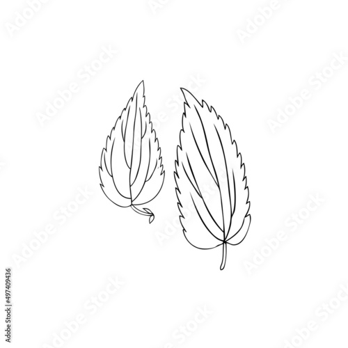 Nettle wild field plant isolated on white background botanical hand drawn sketch vector doodle line art illustration Urtica dioica for design package tea, cosmetic, natural medicine, greeting card